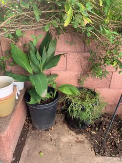 Moss Rose Cana Lilies Aloe Vera Tropical Leafy Plants