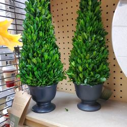 16in Boxwood Trees 10.00ea 