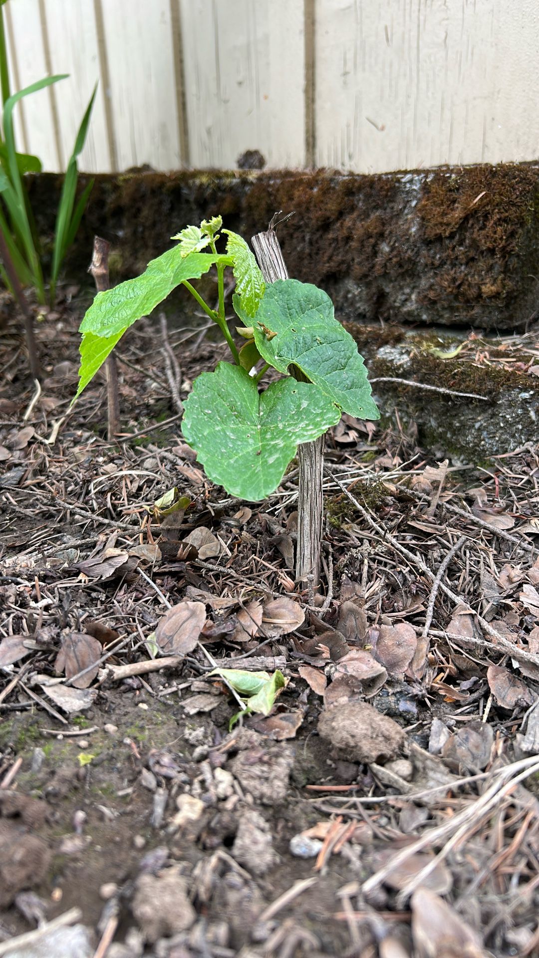 Grape Plant