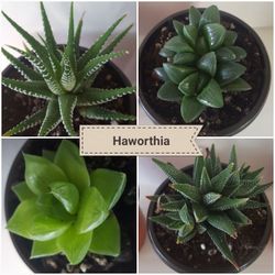 Haworthia Plant Varieties