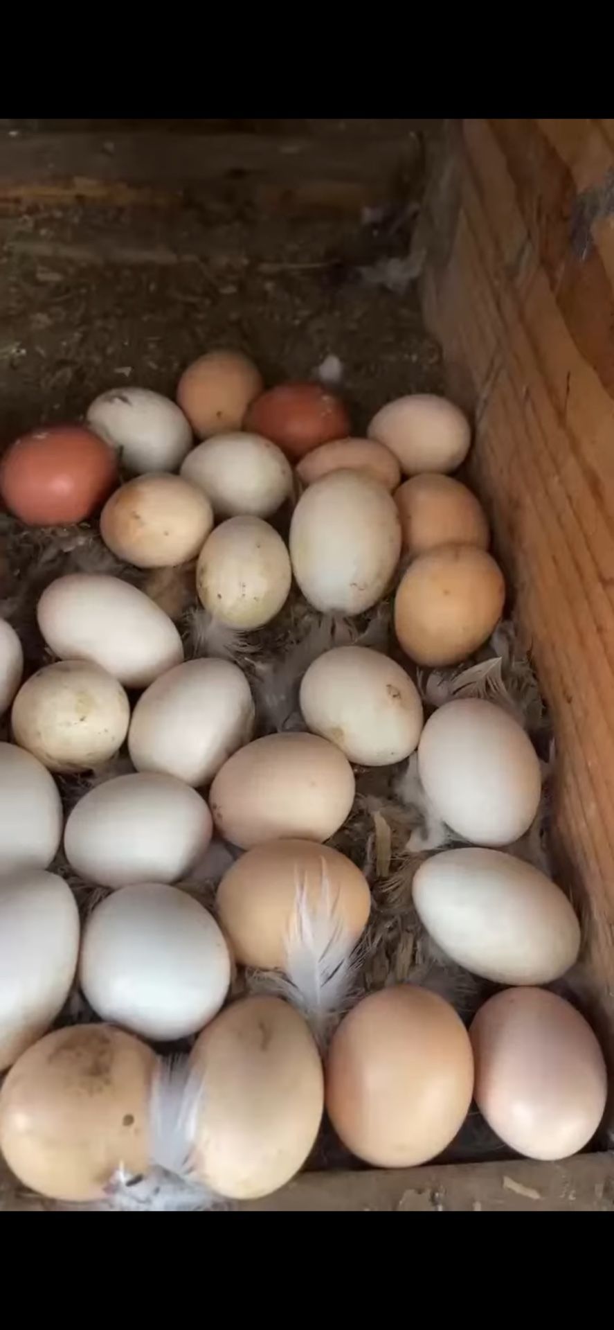 Eggs