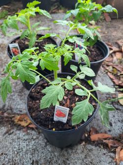 Tomatoe plants