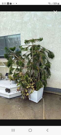 NORFOLK LELAND PINE TREE
