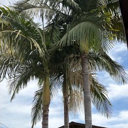 Palm Trees 
