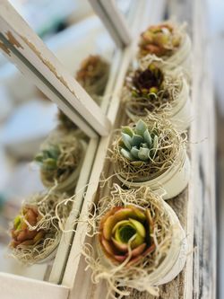 Succulent Gift Box 💚🪴💚