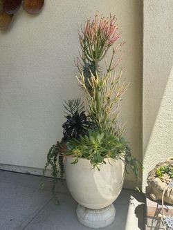 Assorted Succulent Plants