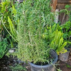 Rosemary Medium Size. Pick Up Only 