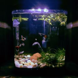 Fish Tank