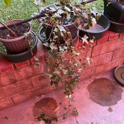 Ivy Plants In A Pot Decorative 