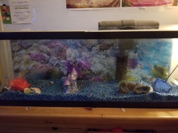 Fish Tank Aquarium 55 Gallon 