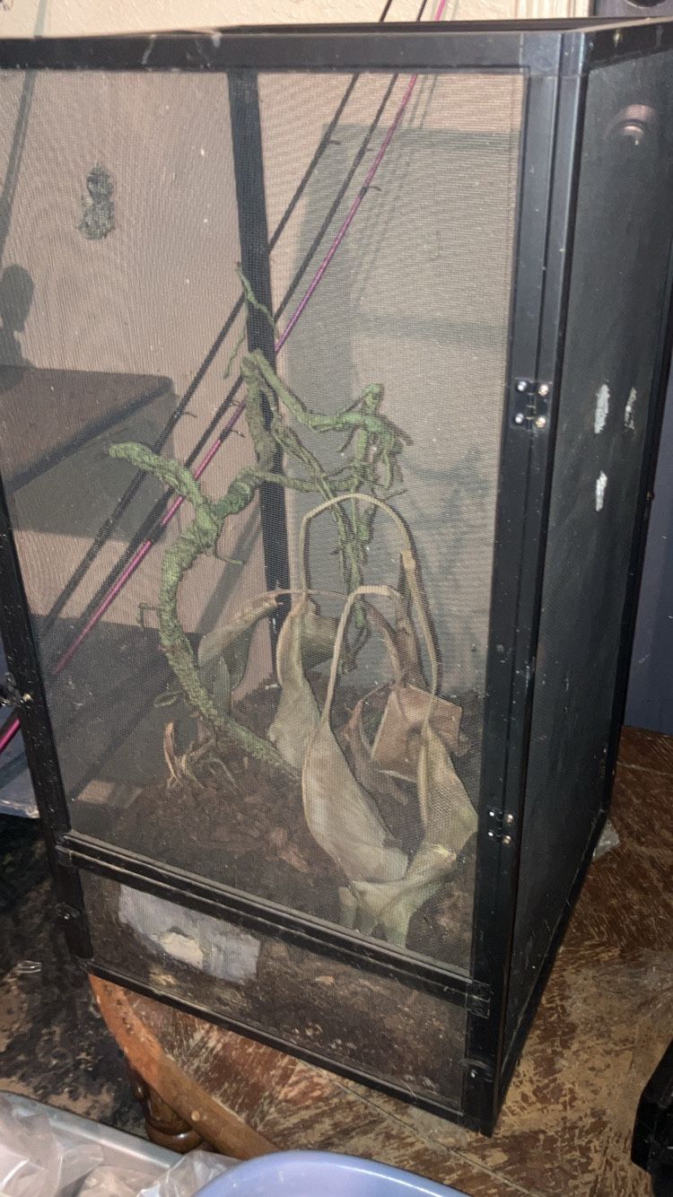 Mesh terrarium For Frogs Anoles An other Tree Dwellers