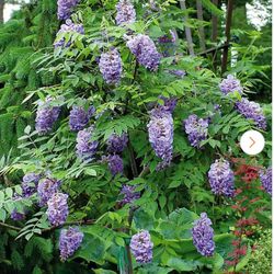 Wisteria Plant With Purple Flowers 