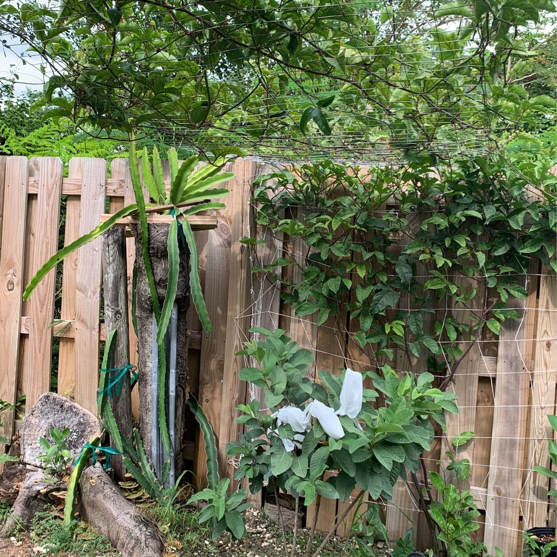 Passion Fruit Vine