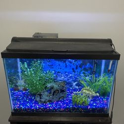 20 Gallon Fish Tank With Accessories 