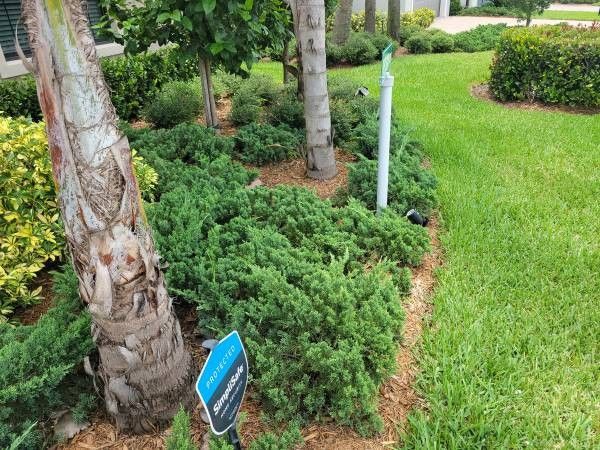 Healthy junipers you dig them out $5 each
