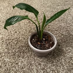 Plant Swap Tropical Plant— Peace Lily
