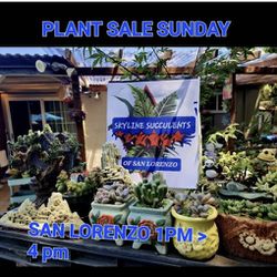 BIG PLANT SALE ON SUNDAY IN SAN LORENZO FROM 1PM TO 4PM