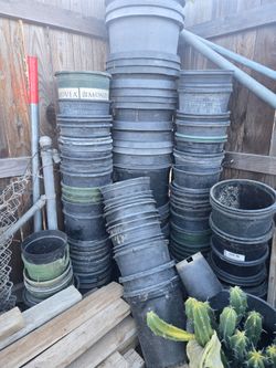 Nursery pots plants
