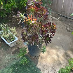 Succulents 3 Plants In One