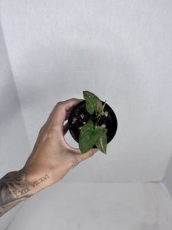 Syngonium Red Spot Tricolor Starter