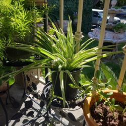 Aglaonema, Kalanchoe Laxiflora Snake Plant,spider Plant