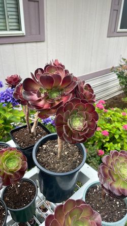 Aeoniums