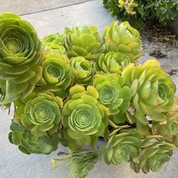 Succulent Plant In Large Pot Two Available $40 Each