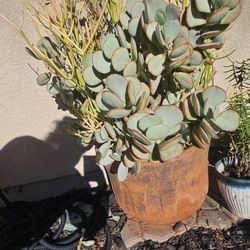 Masetas Grandes de Suculentas 