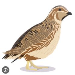Quail 