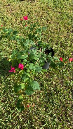 Bougainvillea Plant in Black Pot