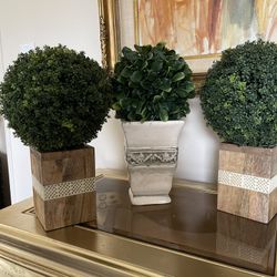 Very beautiful  3 pieces plants for all
