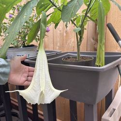 Brugmansia Angel Trumpet Super Nova Cuttings 