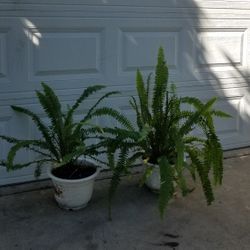 Plantas de elechos fern Plants