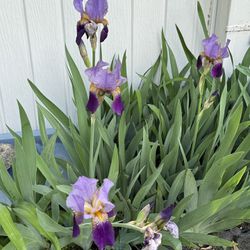 Free Iris plants