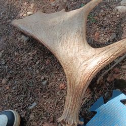 Moose Horn