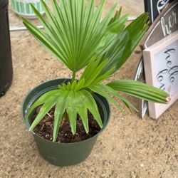 Mexican Palm Plant 