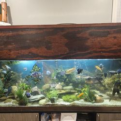 135 Gallon Fish Tank And New Stand 