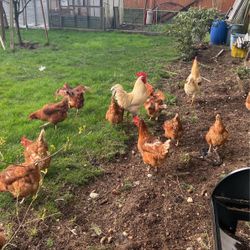 Organic Pasture Chicken Eggs