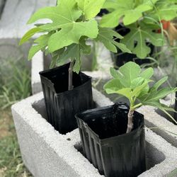 Fig Plants - 3 Left
