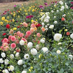 Dahlia Mystery Tuber