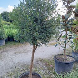 Eugenia Topiary Tree On Sale $110