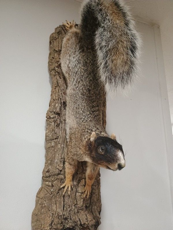 Vintage Fox Squirrel Mount 18"