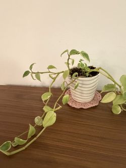 Small Pothos in Ribbed White Pot + Crochet Coaster