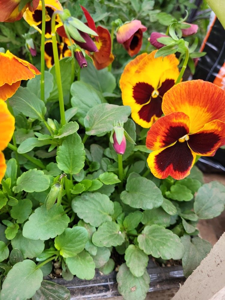 Pansies, Mix, In 6 Plant Pak