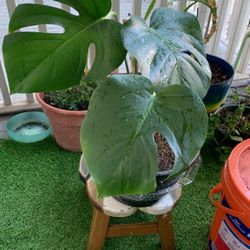 Healthy Monstera Deliciosa 