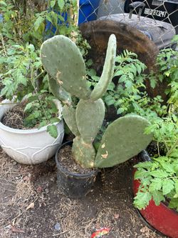 Salvadoran Cactus (sweet nopales)