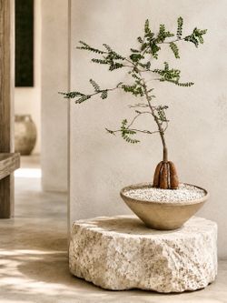 Operculicarya Decaryi/ Elephant Tree (Handmade Planter Included) #E3 ‘Local LA Seller’