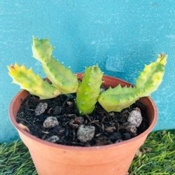 Variegated Huernia zebrina cluster Live rooted get 2 free Succulent cuttings