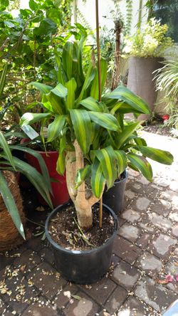 Beautiful dumb cane