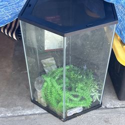 Hexagon Glass Terrarium / Aquarium – Reptile or Plant Tank